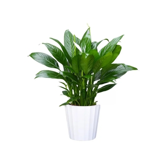 专业花木出租，宁波慈溪的绿色空间缔造者