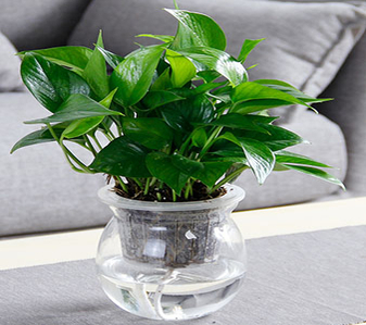 余姚绿植出租方案