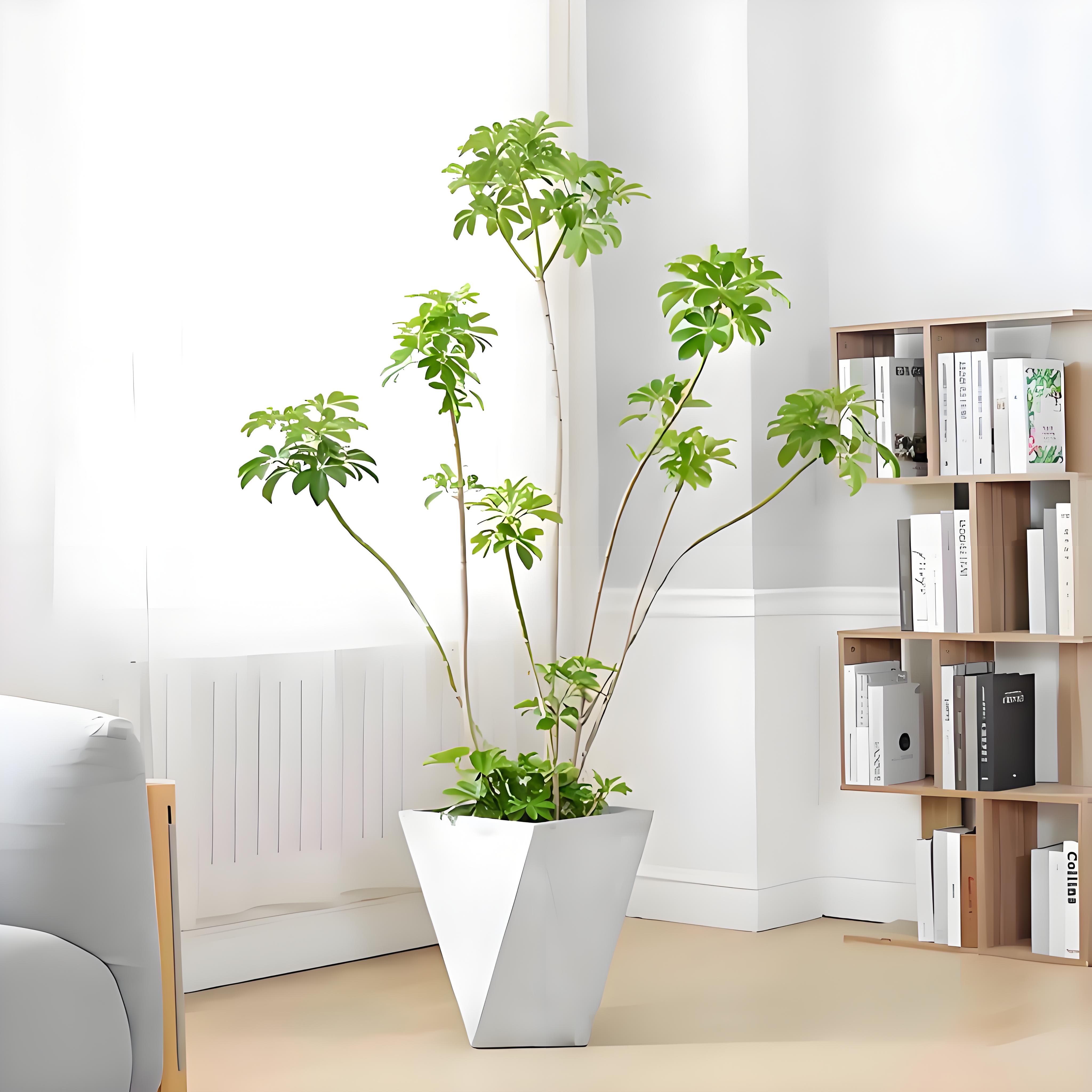 宁波镇海盆景租赁专业靠谱，绿植优选