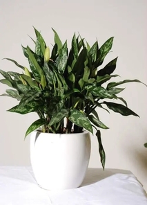 深挖北仑花卉租摆价格,找到最适合你的方案!